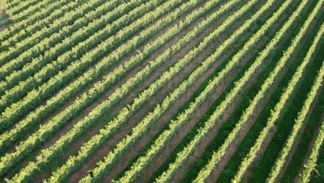 Aerial-flight-over-grape-vineyard-with-fruit-ready-for-wine-production