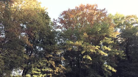 Blick-Auf-Das-Herbstliche-Laub-Der-Dichten-Bäume-Im-Park