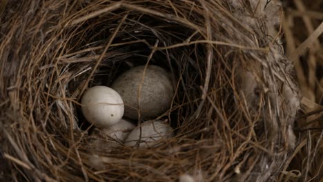 Bird's-nest-and-eggs-close-up