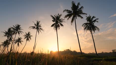 Zeitraffer,-Sonnenaufgang-Mit-Wunderschönem-Blick-Auf-Die-Kokospalme