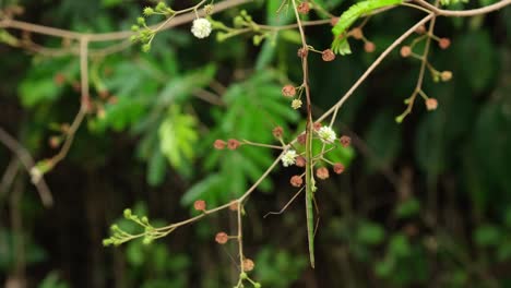 Hängen,-Während-Sie-Vorgeben,-Teil-Der-Pflanze-Zu-Sein,-Während-Die-Kamera-Herauszoomt,-Stabheuschrecke-Baculomia-Siamensis,-Nationalpark-Kaeng-Krachan,-Thailand