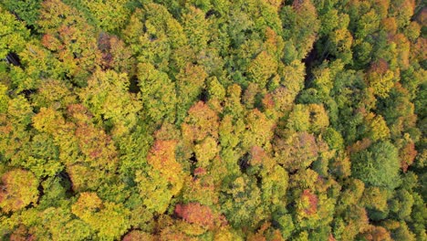 Buntes-Laub-Des-Wilden-Waldes-Im-Herbst-Mit-Goldenen,-Gelben-Und-Roten-Blättern