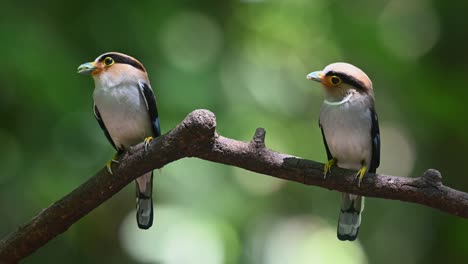 Beide-Elternvögel-Unter-Der-Mittagssonne-Mit-Futter-Im-Mund,-Während-Sie-Sich-Umsehen,-Silberbrust-breitschnabel,-Serilophus-Lunatus,-Kaeng-krachan-nationalpark,-Thailand