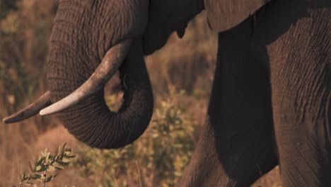 African-elephant-eating-grass-with-prehensile-trunk-in-savannah