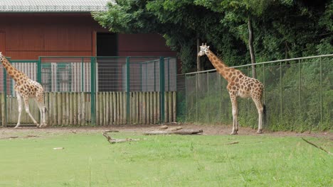 Rothschild-Giraffen-Im-Freigehege-Des-Danziger-Zoos