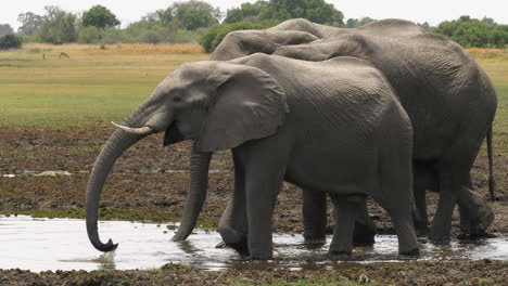 Eine-Parade-Afrikanischer-Buschelefanten,-Die-Aus-Einem-Gewässer-Trinken