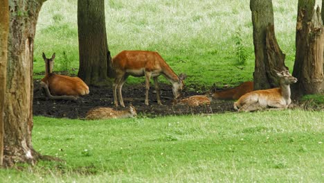 Group-Of-Red-Deers-Resting-Under-Trees-With-Green-Meadows-At-Zoo-Gdansk-In-Poland