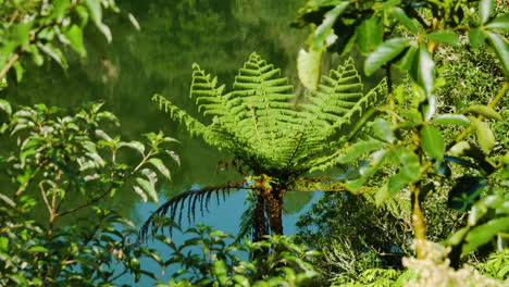 Close-up-shot-of-green-plants-and-fern-in-foreground-growing-on-shoreline-of-natural-lake-inside-tropical-jungle-of-New-Zealand