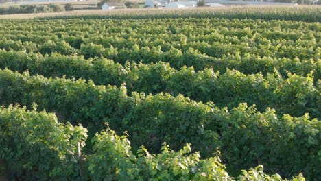 Aerial-reveal-of-vineyard-set-among-rural-countryside