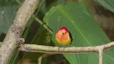 A-colorful-Band-tailed-manakin-is-perched-on-a-tree-branch-and-defecates,-looks-around-and-then-flies-away,-Close-up-static-shot