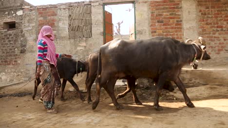 Woman-with-face-covered-by-pink-veil-walking-with-buffalos-on-rural-road-in-Rajasthan,-India