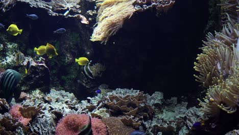 Peces-Tropicales-De-Diferentes-Colores-Y-Formas-Nadando-Entre-Corales