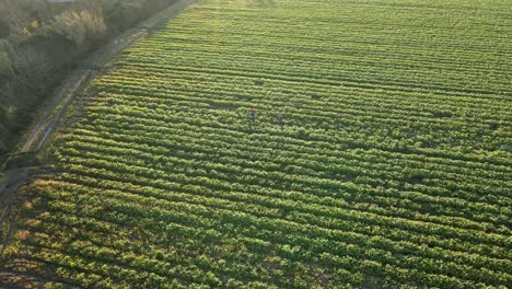 Aerial-view-of-green-agriculture-field