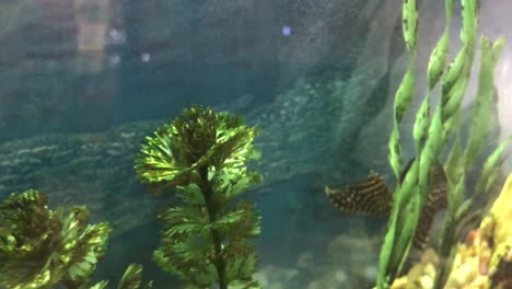 Close-up-exotic-leopard-catfish-in-a-big-aquarium,-interior-decoration-with-fish-tank-in-the-hallway-of-shopping-mall