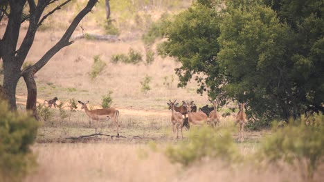 Baboon-monkeys-walking-in-african-savannah-past-impala-antelopes