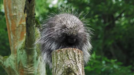 North-American-Porcupine-Curled-And-Resting-On-Top-Of-Cut-Tree-Log-In-The-Zoo
