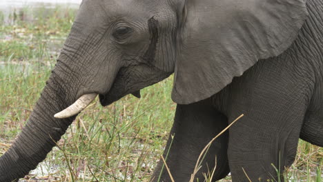 Eine-Nahaufnahme-Eines-Heranwachsenden-Elefanten,-Der-Mit-Seinem-Rüssel-In-Einem-Afrikanischen-Feuchtgebiet-Nach-Nahrung-Gräbt
