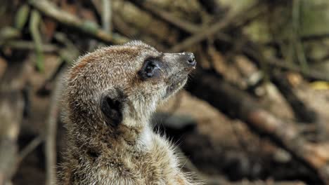 Close-Up-Portrait-Of-A-Cute-Meerkat-Looking-Around
