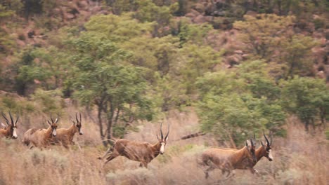 Blesbuck-Antilopen-Herdenansturm-Auf-Der-Flucht-In-Der-Afrikanischen-Savanne