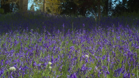 Blühende-Glockenblumen-Im-Wald-Im-Botanischen-Garten-Von-Enys-In-Cornwall,-England,-Großbritannien