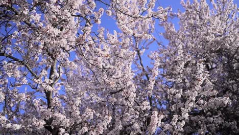 Schöne-Blumen-Auf-Einem-Weißen-Weinenden-Kirschbaum