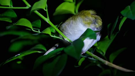 Roosting-in-the-night-with-its-head-in-tucked-in-its-wing-then-the-head-springs-out-to-check-around,-Common-Tailorbird-Orthotomus-sutorius,-Thailand