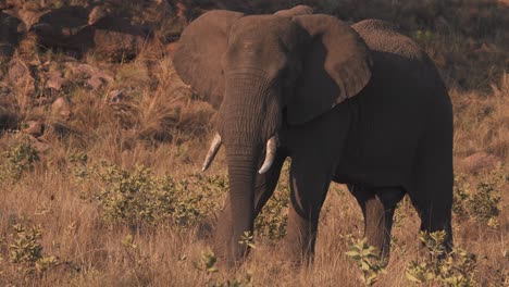 Afrikanischer-Elefant,-Der-In-Der-Abenddämmerung-Majestätisch-In-Der-Savanne-Steht