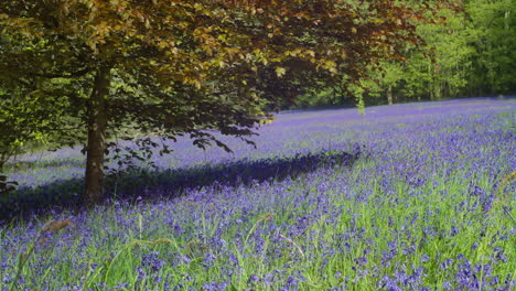 Tree-Shade-Over-Bluebell-Fields-At-Enys-Gardens-Near-Penryn,-Falmouth,-Cornwall