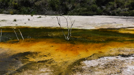 Slow-pan-shot-of-yellow-brown-colored-water-lake-in-Volcanically-Active-Zone---Leafless-bush-growing-out-of-pond---Waimangu,New-Zealand
