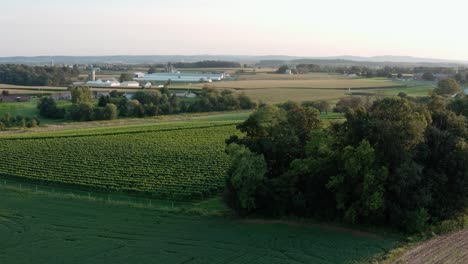Aerial-reveal-of-grape-vineyard-in-wine-country