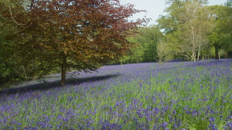 Hermosa-Vista-De-Los-Jardines-Enys-Alfombrados-Con-Flores-Silvestres-De-Campanillas-En-Cornualles,-Inglaterra