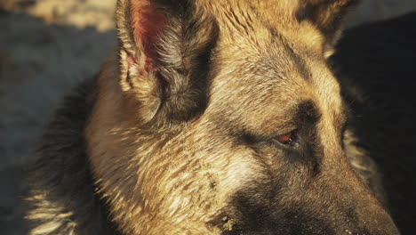 Close-up-face-of-a-German-Shepherd-at-golden-hour