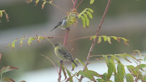 Three-Yellow-bellied-Flycatchers-perched-on-a-tree-branch-looking-for-flying-insects