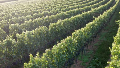 Grape-vineyard-in-summer-light