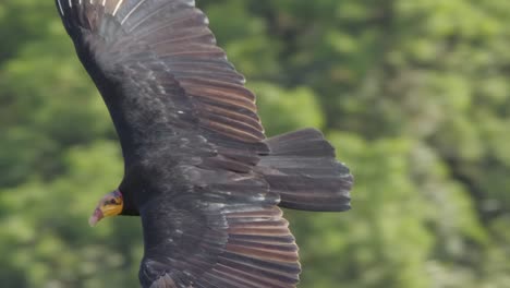 Close-up-aerial-of-Yellow-Headed-Vulture-soaring-above-South-American-jungle