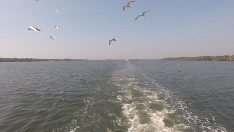 Seagulls-fly-over-boat-wake,-Alappuzha-or-Alleppey,-India