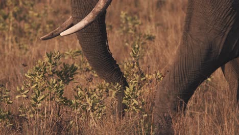 Trunk-of-striding-african-elephant-tearing-grass-in-savannah,-close-up