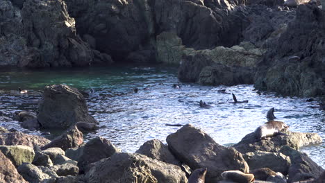 Weitschuss-Zeigt-Eine-Glückliche-Gruppe-Von-Robbenkolonien,-Die-Im-Wasser-Schwimmen-Und-Sich-Abkühlen---Neuseeland,-Cape-Palliser