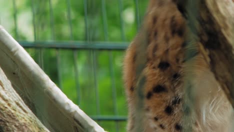 Eurasian-Lynx-Change-Its-Lying-Position-In-His-Habitat-In-Gdansk-Zoo-In-Poland