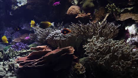 Bunte-Fische-Schwimmen-Um-Korallen-In-Einer-Tropischen-Unterwasserlandschaft