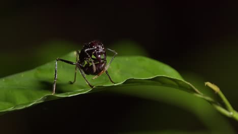 Isolated-bullet-ant-or-Paraponera-Clavata-on-green-leaf-at-night