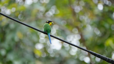 Perched-on-a-electric-wire-while-wagging-its-tail-up-and-down-as-seen-from-its-back,-Long-tailed-Broadbill-Psarisomus-dalhousiae,-Khao-Yai-National-Park,-Thailand