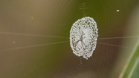 Macro-view-of-orb-weaver-spider