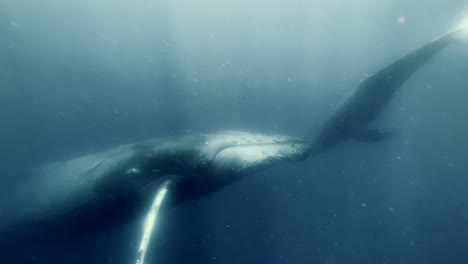 Magnificent-Humpback-Whales-Swimming-Calmly-Underwater---underwater-shot