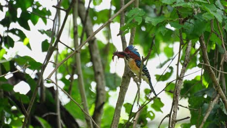 A-male-individual-seen-with-a-flying-lizard-ready-to-be-delivered-to-its-nestlings,-Banded-Kingfisher-Lacedo-pulchella,-Kaeng-Krachan-National-Park,-Thailand