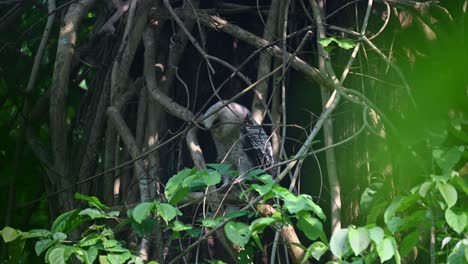 Seen-within-the-thick-of-vines-and-roots-in-the-forest-looking-and-shaking-its-head-from-insects,-Spot-bellied-Eagle-owl,-Bubo-nipalensis,-Juvenile,-Kaeng-Krachan-National-Park,-Thailand