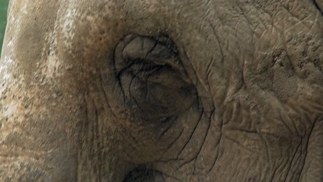 Close-up-Of-Eye-Of-An-Endangered-Asian-Elephant-In-The-Zoo