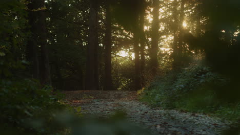 Verträumte-Herbstlandschaft-Des-Waldwegs-Mit-Sonnenlicht-Bokeh-Effekt-Bei-Sonnenuntergang,-Statischer-Schuss