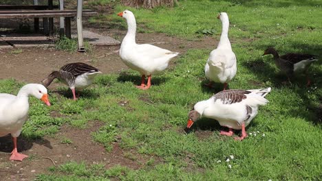 Geese-and-ducks-eat-together-in-the-park