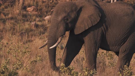 Elefante-Africano-Rasgando-La-Hierba-De-La-Sabana-Con-Su-Trompa-Y-Comiéndola